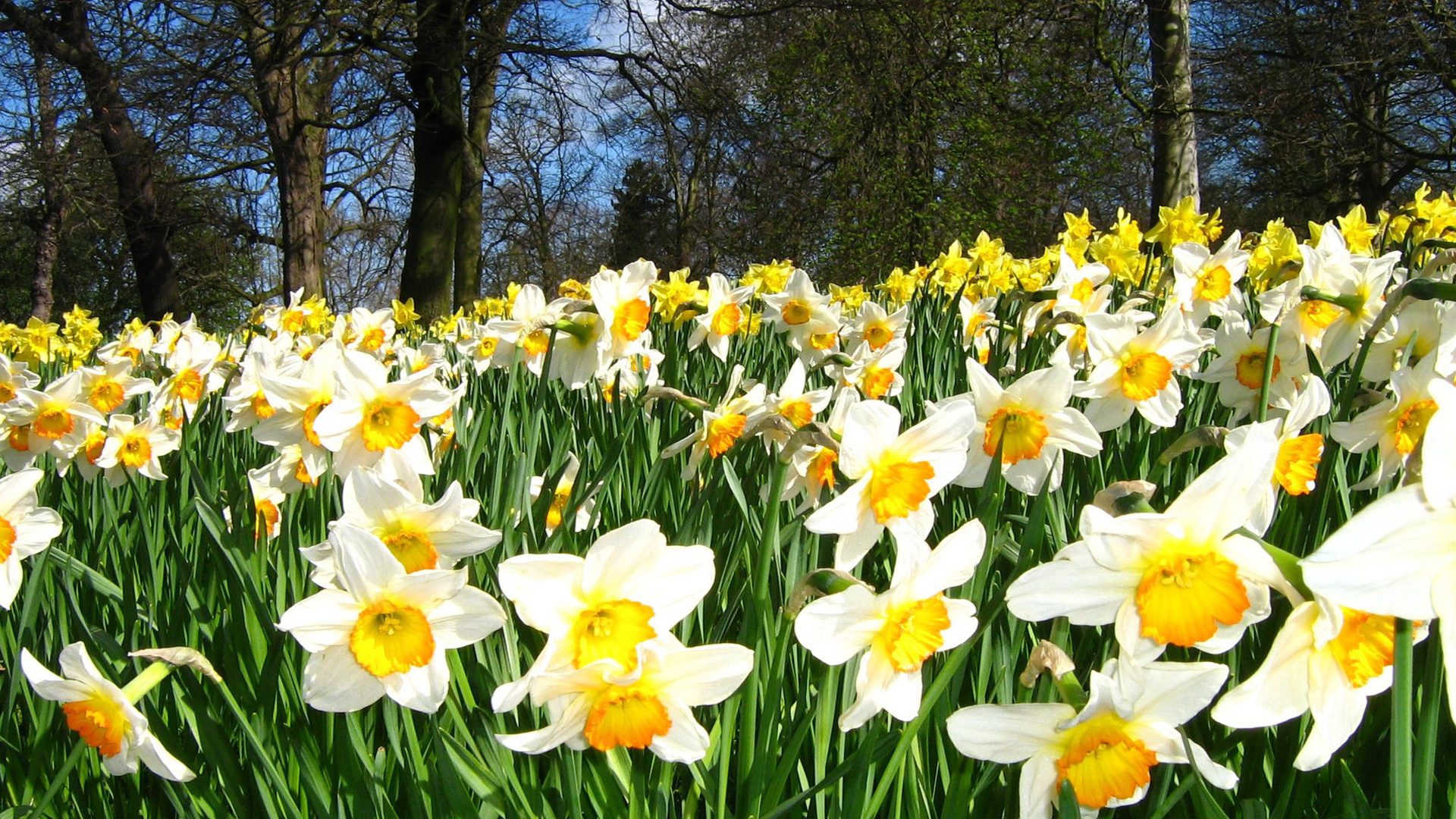 Daffodils in Ormeau Park 1557902405